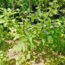 Jaltomato Jaltomata Repandidentata Rare Delicious 60 Seeds Fruit Purple