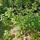 Delicious 120 Seeds Jaltomato Jaltomata Repandidentata Rare Fruit Purple