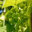 Jaltomata Repandidentata Rare Fruit Purple Delicious 240 Seeds Jaltomato