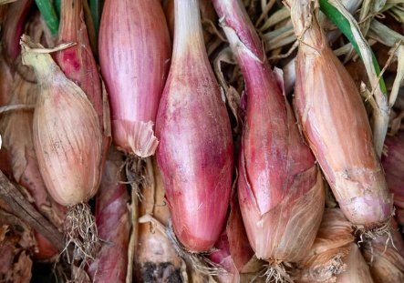 100 Seeds Zebrune Shallot Seeds Vegetable Delicious Allium Cepa