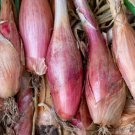 100 Seeds Zebrune Shallot Seeds Vegetable Delicious Allium Cepa
