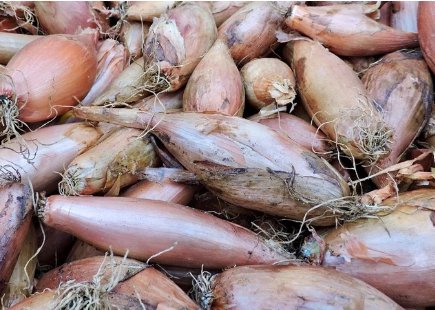 Zebrune Shallot Seeds Vegetable Delicious Allium Cepa 200 Seeds