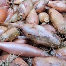 Zebrune Shallot Seeds Vegetable Delicious Allium Cepa 200 Seeds