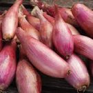 Delicious Allium Cepa Zebrune Shallot Seeds Vegetable 400 Seeds