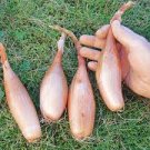 Zebrune Shallot Seeds Vegetable 800 Seeds Delicious Allium Cepa