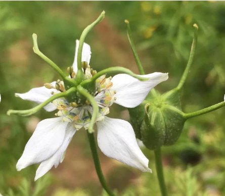 Flower Black 150 Seed / Black Cumin Seeds Nigella Sativa Medicinal & Highly Ornamental