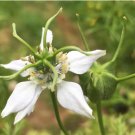 Flower Black 150 Seed / Black Cumin Seeds Nigella Sativa Medicinal & Highly Ornamental