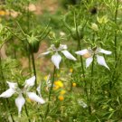 Flower Black 300 Seed / Black Cumin Seeds Nigella Sativa Medicinal & Highly Ornamental
