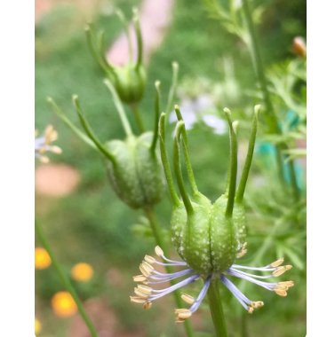 Flower Black 1200 Seed Black Cumin Seeds Nigella Sativa Medicinal & Highly Ornamental
