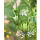 Flower Black 1200 Seed Black Cumin Seeds Nigella Sativa Medicinal & Highly Ornamental