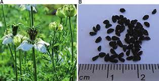 Flower Black 2400 Seed Black Cumin Seeds Nigella Sativa Medicinal & Highly Ornamental