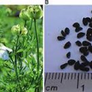 Flower Black 2400 Seed Black Cumin Seeds Nigella Sativa Medicinal & Highly Ornamental