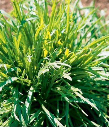 Vegetable Minutina 100 Seeds / Erba Stella Plantago Coronopus