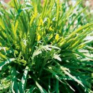 Vegetable Minutina 100 Seeds / Erba Stella Plantago Coronopus