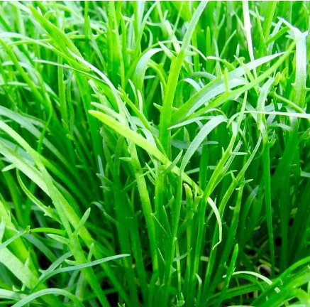 Erba Stella Plantago Coronopus Vegetable Minutina 200 Seeds