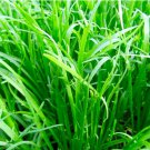Erba Stella Plantago Coronopus Vegetable Minutina 200 Seeds