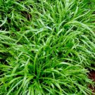 Plantago Coronopus Vegetable Minutina 400 Seeds Erba Stella