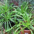 Minutina 800 Seeds Erba Stella Plantago Coronopus Vegetable