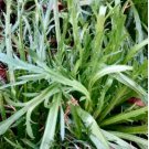 Plantago Coronopus Vegetable Minutina 1600 Seeds Erba Stella
