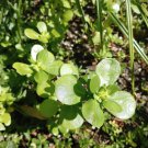 Vegetable Giant Purslane 100 Seeds Portulaca Oleraceae var Sativa Delicious