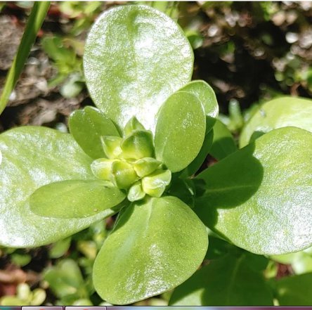 Vegetable 200 Seeds Portulaca Oleraceae var Sativa Delicious Giant Purslane