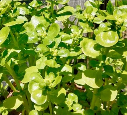 Sativa Delicious Giant Purslane Vegetable 400 Seeds Portulaca Oleraceae var