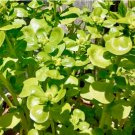 Sativa Delicious Giant Purslane Vegetable 400 Seeds Portulaca Oleraceae var