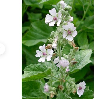 60 Seeds Flower Beautifull Marshmallow Seeds Althaea