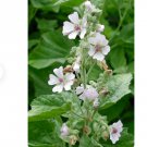 60 Seeds Flower Beautifull Marshmallow Seeds Althaea
