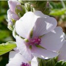 Marshmallow Seeds Althaea 240 Seeds Flower Beautifull