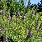 Dracocephalum Moldavica Aromatic & Tasty Tea Herb 40 Seeds Moldavian Dragonhead Seeds