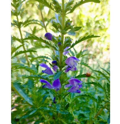 Aromatic & Tasty Tea Herb 160 Seeds Dracocephalum Moldavica Moldavian Dragonhead Seeds