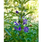 Aromatic & Tasty Tea Herb 160 Seeds Dracocephalum Moldavica Moldavian Dragonhead Seeds