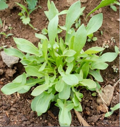 Vegetable Sheep Sorrel 100 Seeds Sheep Sorrel Seeds Rumex Acetosella