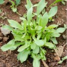 Vegetable Sheep Sorrel 100 Seeds Sheep Sorrel Seeds Rumex Acetosella