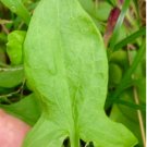 Rumex Acetosella Vegetable Sheep Sorrel 400 Seeds Sheep Sorrel Seeds