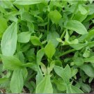 800 Seeds Sheep Sorrel Seeds Rumex Acetosella Vegetable Sheep Sorrel