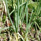 Onion Seeds Allium Fistulosum Delicious & Perennial 100 Seeds Vegetable Welsh