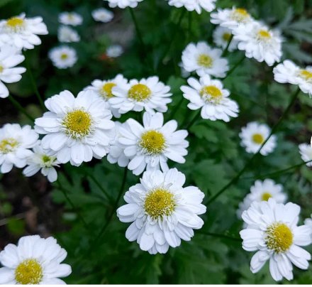 Feverfew Seeds Tanacetum Parthenium Vegetable 100 Seeds
