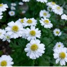 Feverfew Seeds Tanacetum Parthenium Vegetable 100 Seeds