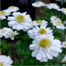 Flower 200 Seeds Feverfew Seeds Tanacetum Parthenium