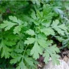 Feverfew Seeds Tanacetum Parthenium Flower 400 Seeds