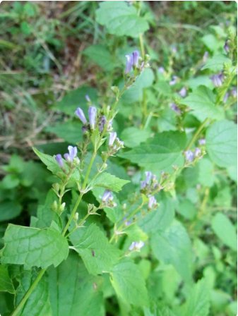 Scutellaria Lateriflora Medicinal Herb 100 Seeds Skullcap Seeds