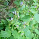 Scutellaria Lateriflora Medicinal Herb 100 Seeds Skullcap Seeds