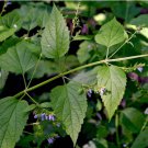 Herb 200 Seeds Skullcap Seeds Scutellaria Lateriflora Medicinal