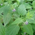 Skullcap Seeds Scutellaria Lateriflora Medicinal Herb 400 Seeds