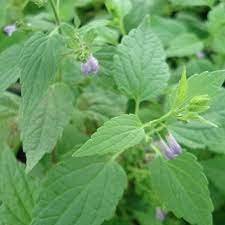 Skullcap Seeds Scutellaria Lateriflora Medicinal Herb 400 Seeds