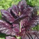 100 Seeds Osaka Giant Purple Mustard Brassica Juncea Delicious