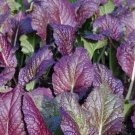 200 Seeds Osaka Giant Purple Mustard Brassica Juncea Delicious