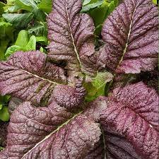 Mustard Brassica Juncea Delicious 400 Seeds Osaka Giant Purple